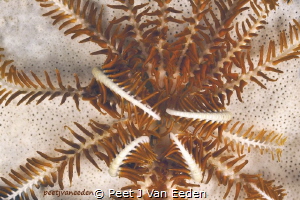 Feather-star in False Bay, Cape Peninsula, South Africa by Peet J Van Eeden 